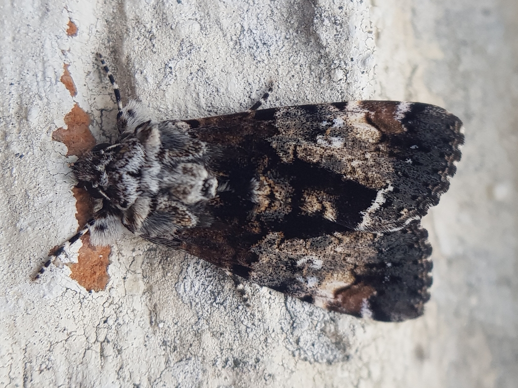 Ulotrichopus nigricans