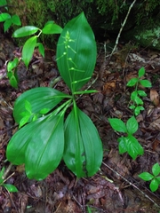 Veratrum parviflorum