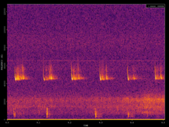 Pipistrellus pipistrellus