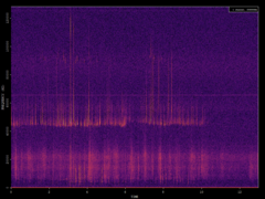 Pipistrellus pipistrellus