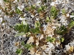 Ambrosia ilicifolia