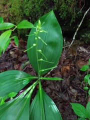 Veratrum parviflorum