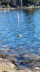 Larus glaucescens × occidentalis