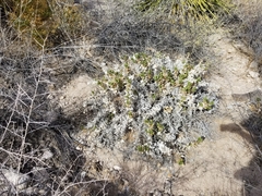 Ambrosia ilicifolia