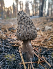 Morchella tomentosa