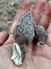 Morchella tomentosa