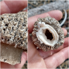Morchella tomentosa