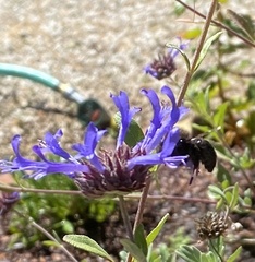 Xylocopa tabaniformis orpifex