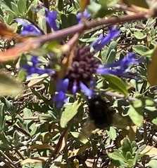 Xylocopa tabaniformis orpifex