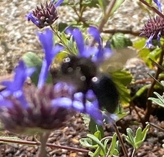 Xylocopa tabaniformis orpifex