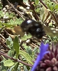 Xylocopa tabaniformis orpifex