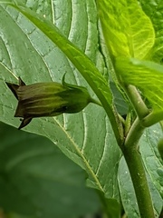 Atropa belladonna
