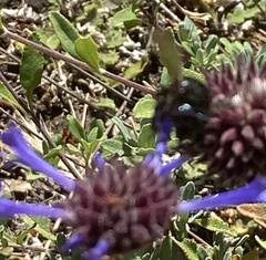 Xylocopa tabaniformis orpifex