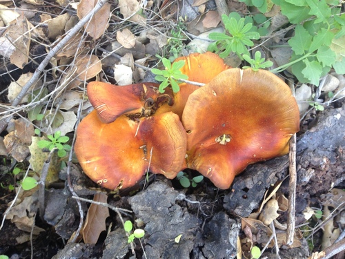 iNaturalist observation photo of western jack-o'-lantern