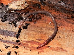 Dendrodrilus rubidus