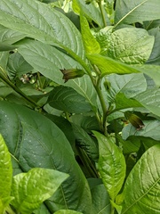 Atropa belladonna