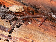 Dendrodrilus rubidus