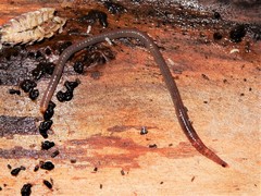 Dendrodrilus rubidus