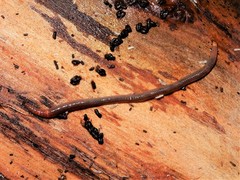 Dendrodrilus rubidus