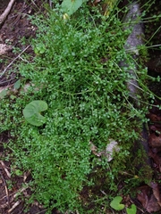 Houstonia serpyllifolia