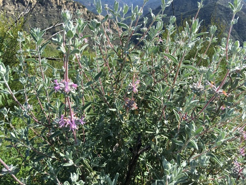 iNaturalist observation photo of purple sage