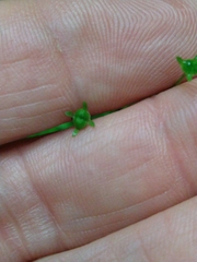 Houstonia serpyllifolia