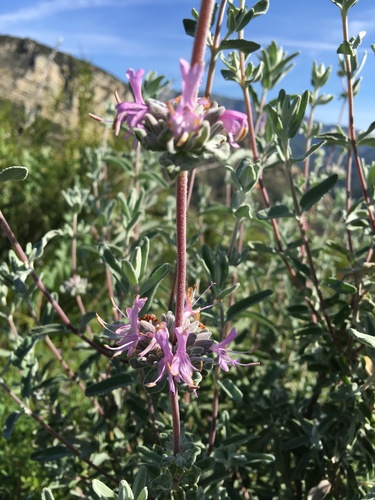 iNaturalist observation photo of purple sage