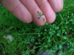 Houstonia serpyllifolia