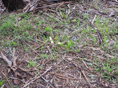 Cortinarius abnormis