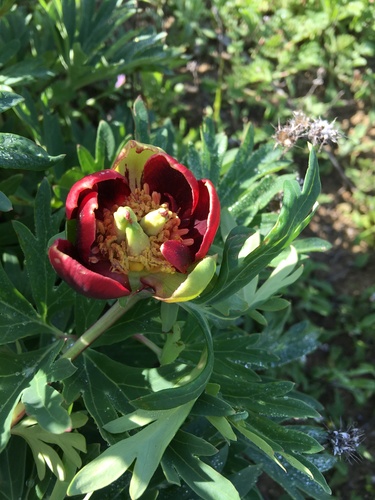 iNaturalist observation photo of California Peony