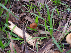 Cortinarius abnormis