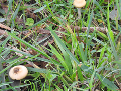 Cortinarius abnormis