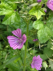 Malva sylvestris