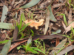 Cortinarius abnormis