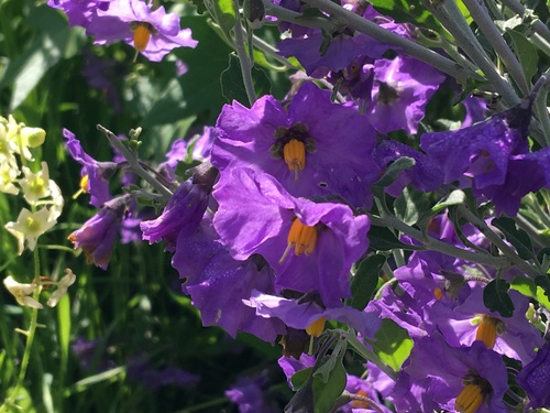iNaturalist observation photo of nightshades