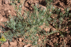 Fumaria parviflora