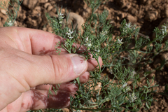 Fumaria parviflora