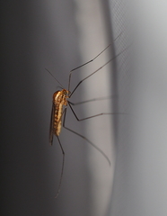 Dixella