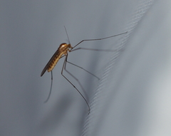 Dixella