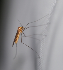 Dixella