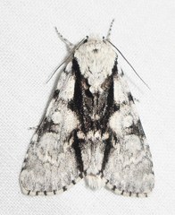 Acronicta funeralis