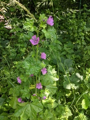 Malva sylvestris