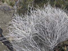 Eriogonum wrightii nodosum