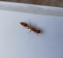 Pseudomyrmex simplex