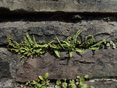 Asplenium trichomanes