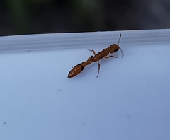 Pseudomyrmex simplex