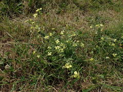 Raphanus raphanistrum