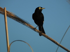 Hymenops perspicillatus