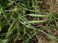 Raphanus raphanistrum