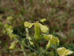 Raphanus raphanistrum